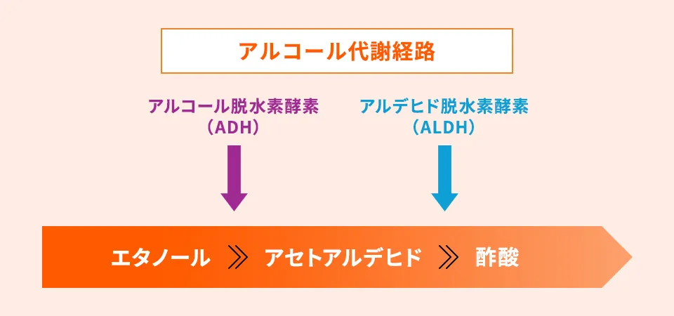 アルコール（エタノール）が2種類の酵素（ADHとALDH）の作用により、毒性をもつアセトアルデヒドから酢酸へと分解・無害化される過程