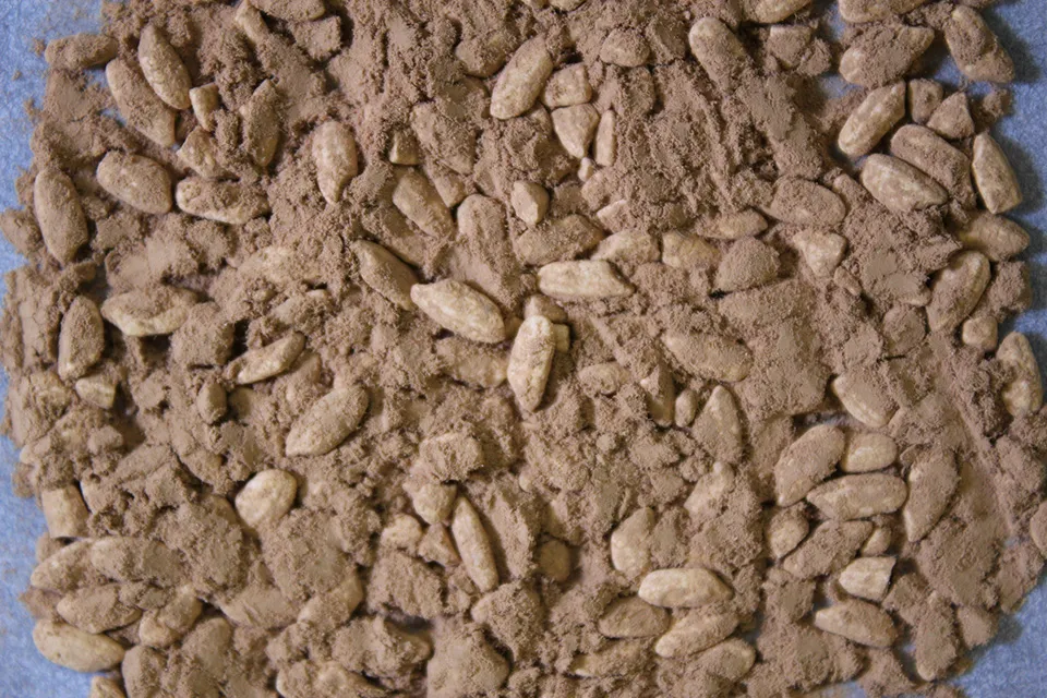 白麹菌を生やした米麹（写真提供：独立行政法人酒類総合研究所）