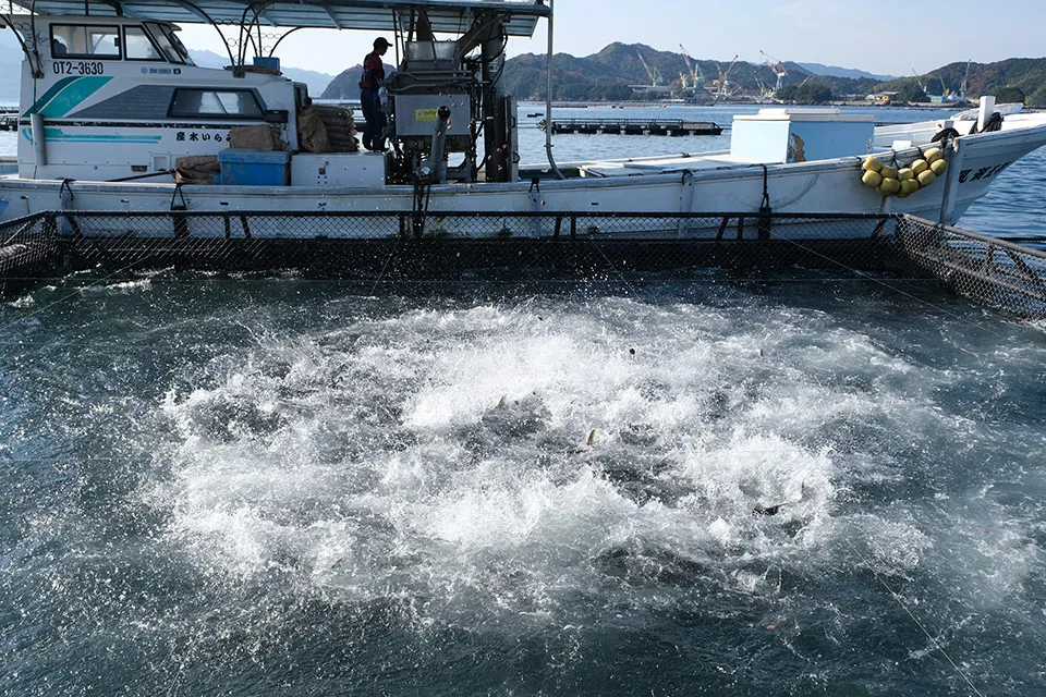 半生の餌を圧縮ポンプを使っていけすに投入すると、ブリは一気に水面に上がってきて、渦が巻き起こる（写真提供：相原正明、2021年12月撮影）