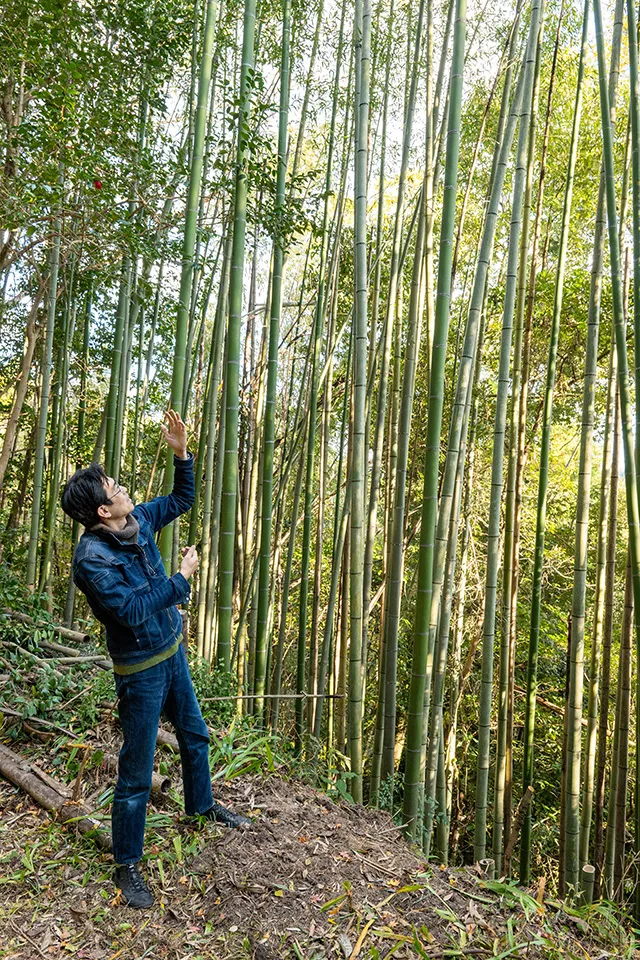 岡城跡の近くにある、中臣さんが管理する竹林