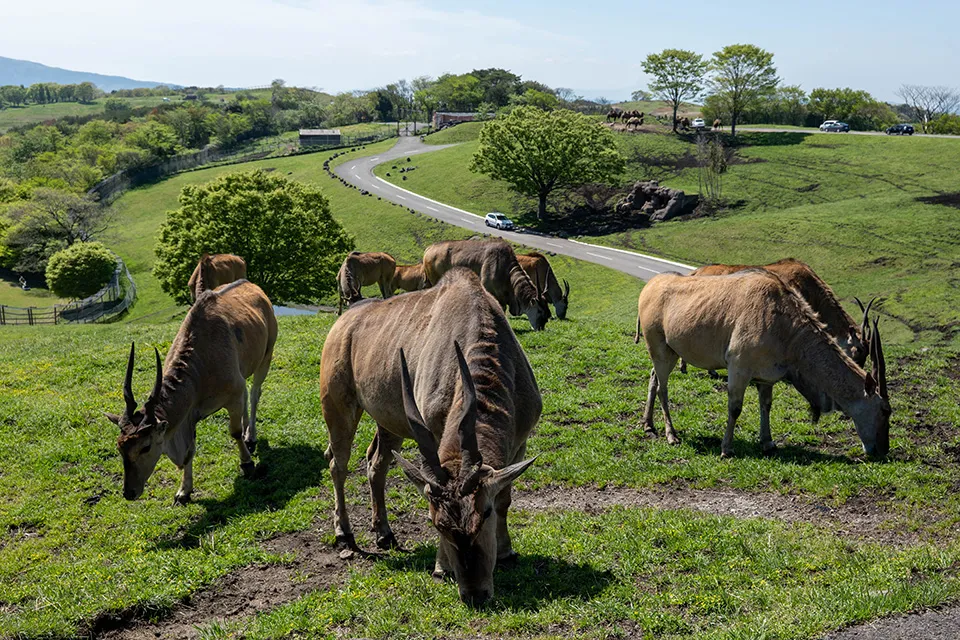 アフリカ中部・東部に生息するウシ科の動物・エランド